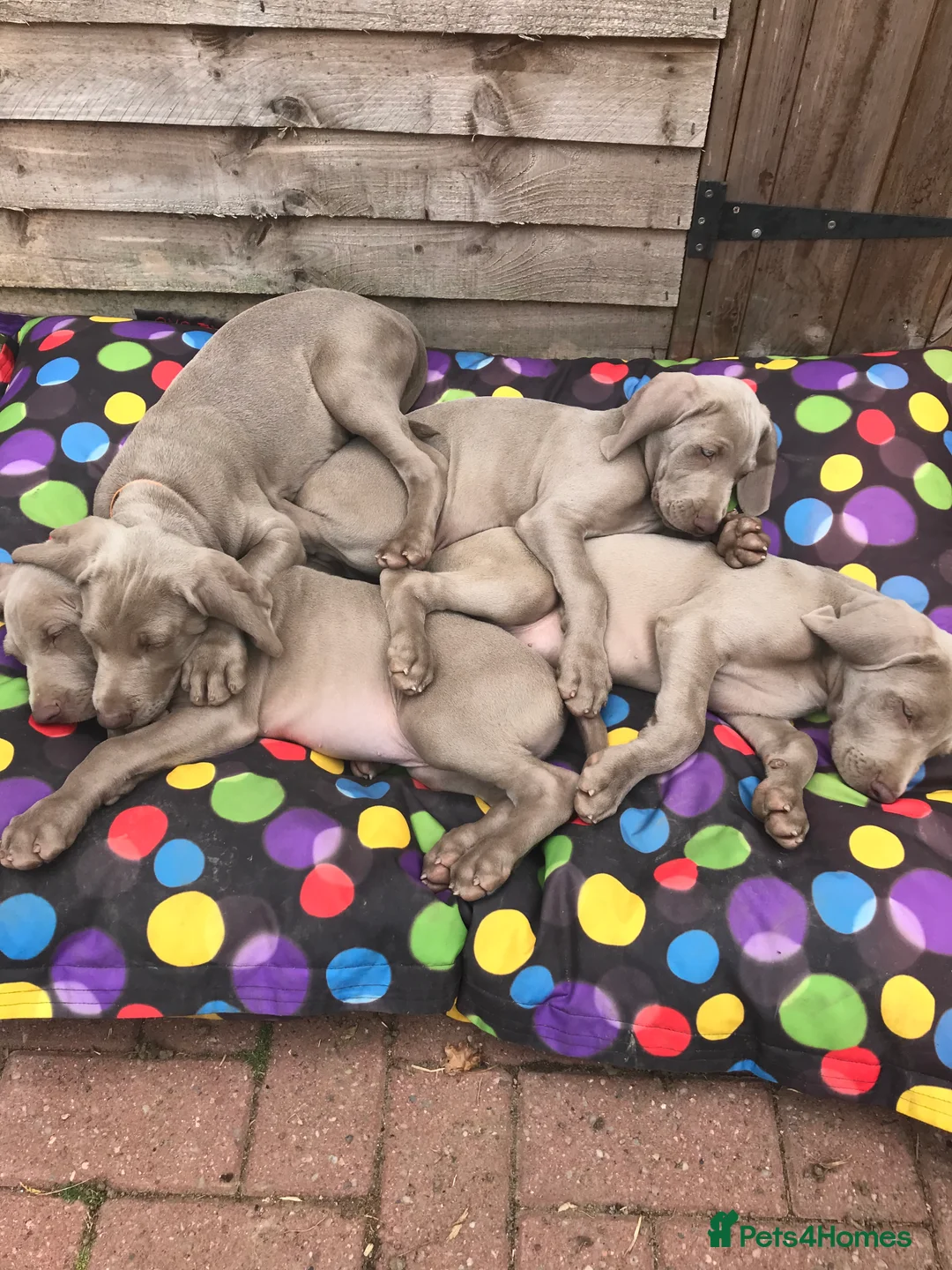 Weimaraner dogs for stud: Proven Weimaraner stud, 100% success rate in Tamworth - Advert 11