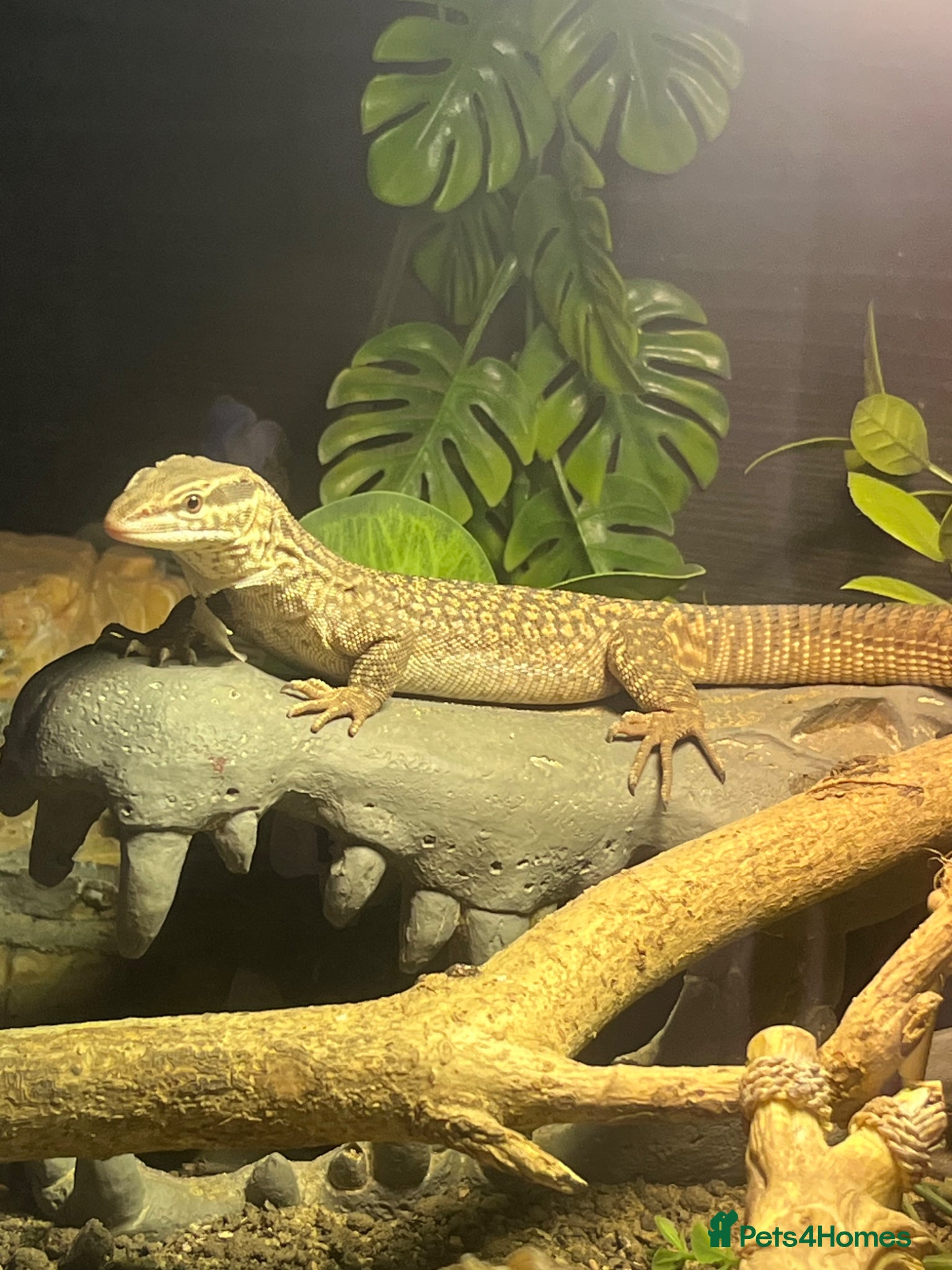Monitor reptiles Ackie monitor  - Advert 5