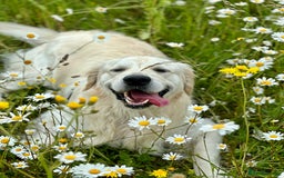 Golden Retriever dogs for stud: KC English Cream Golden Retriever Stud - Image 10