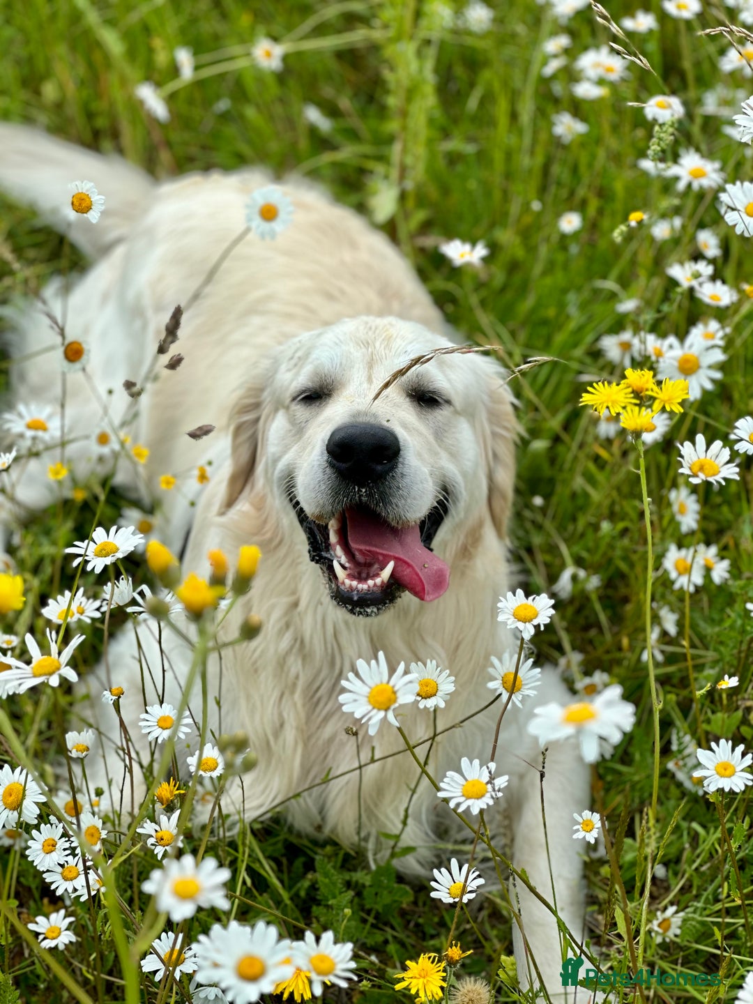 Golden Retriever dogs for stud: KC English Cream Golden Retriever Stud - Image 10