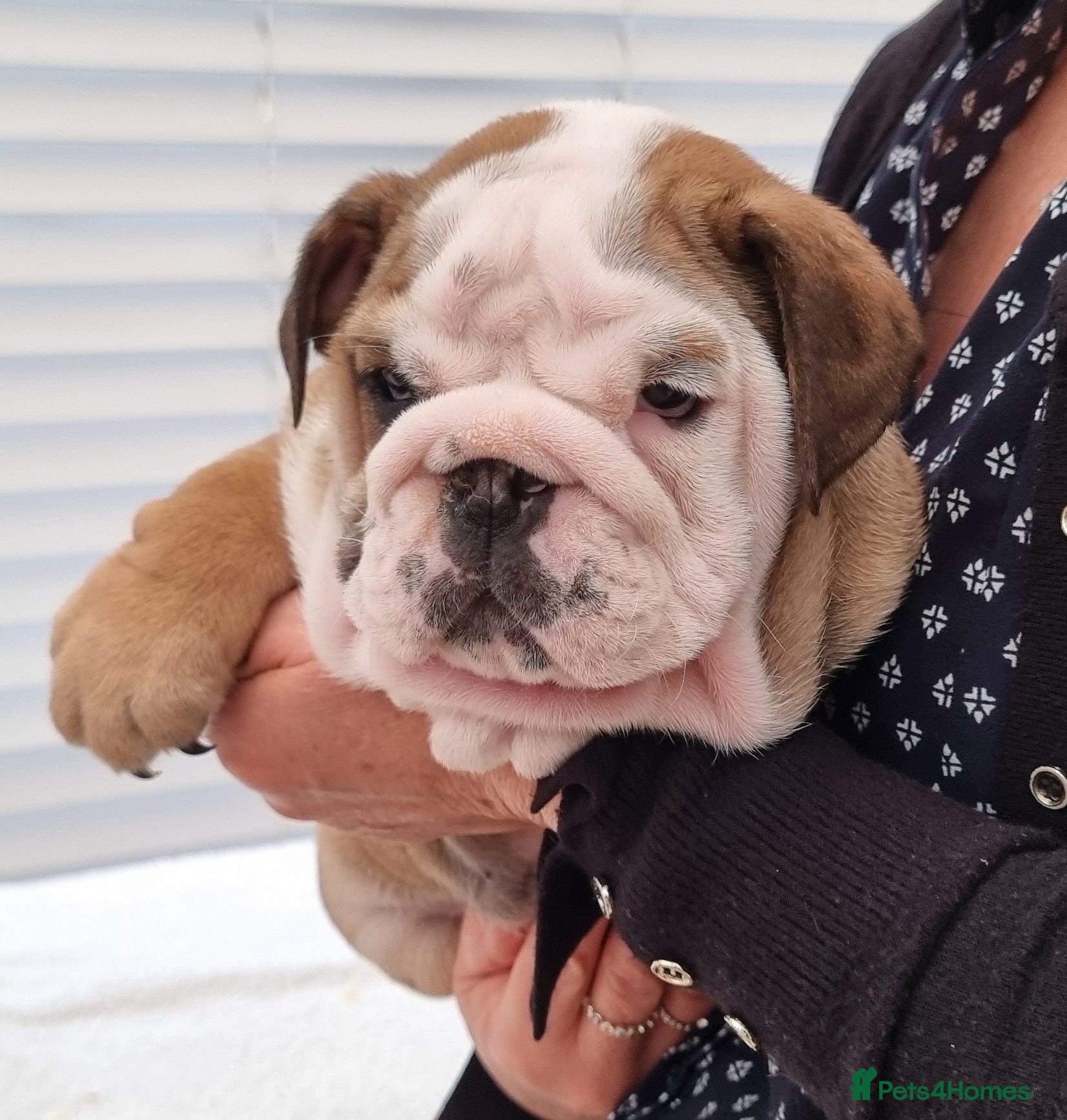 English Bulldog dogs Bulldog Pup Female Kennel Club Registered  - Advert 1