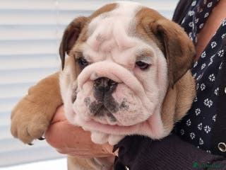 English Bulldog dogs Bulldog Pup Female Kennel Club Registered - Advert 1