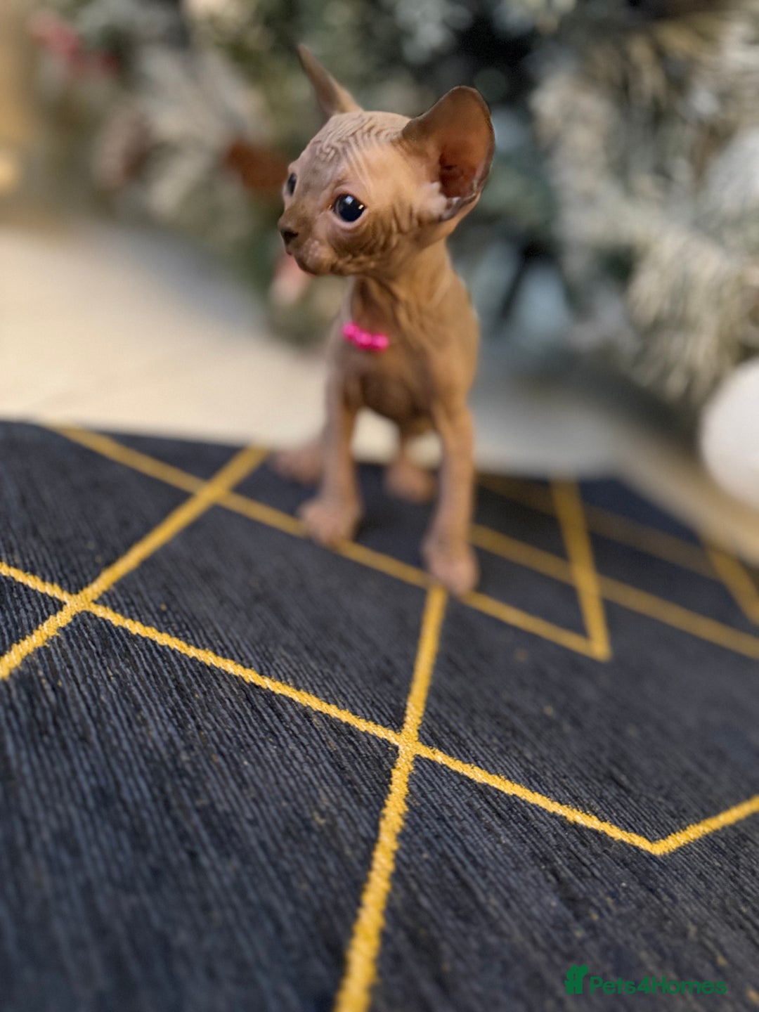 Sphynx cats for sale: Stunning Kittens!  - Advert 19