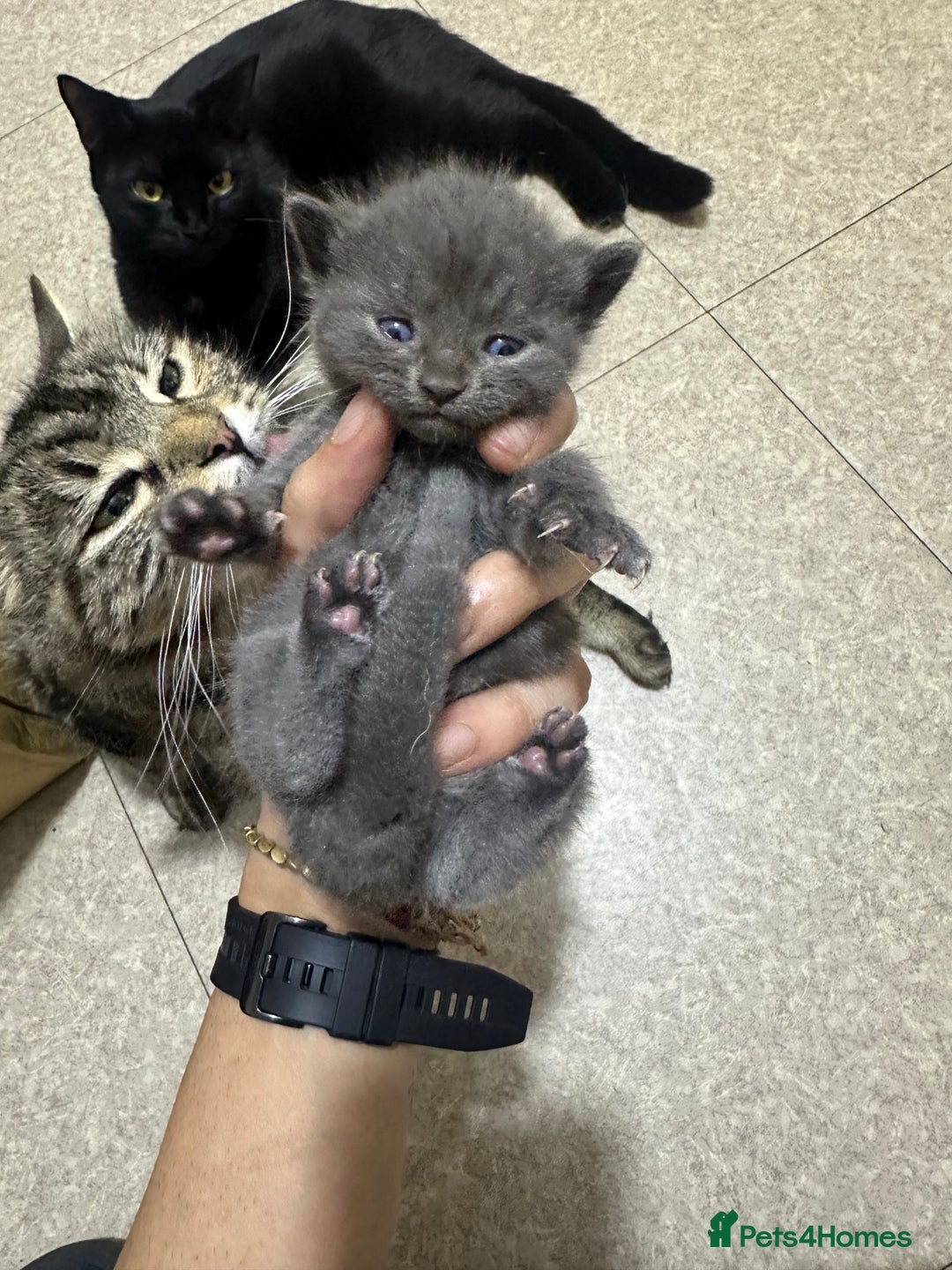 Norwegian Forest Cat cats for sale: Kittens for sale  - Advert 16