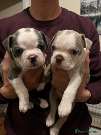 Boston Terrier dogs - Advert 2