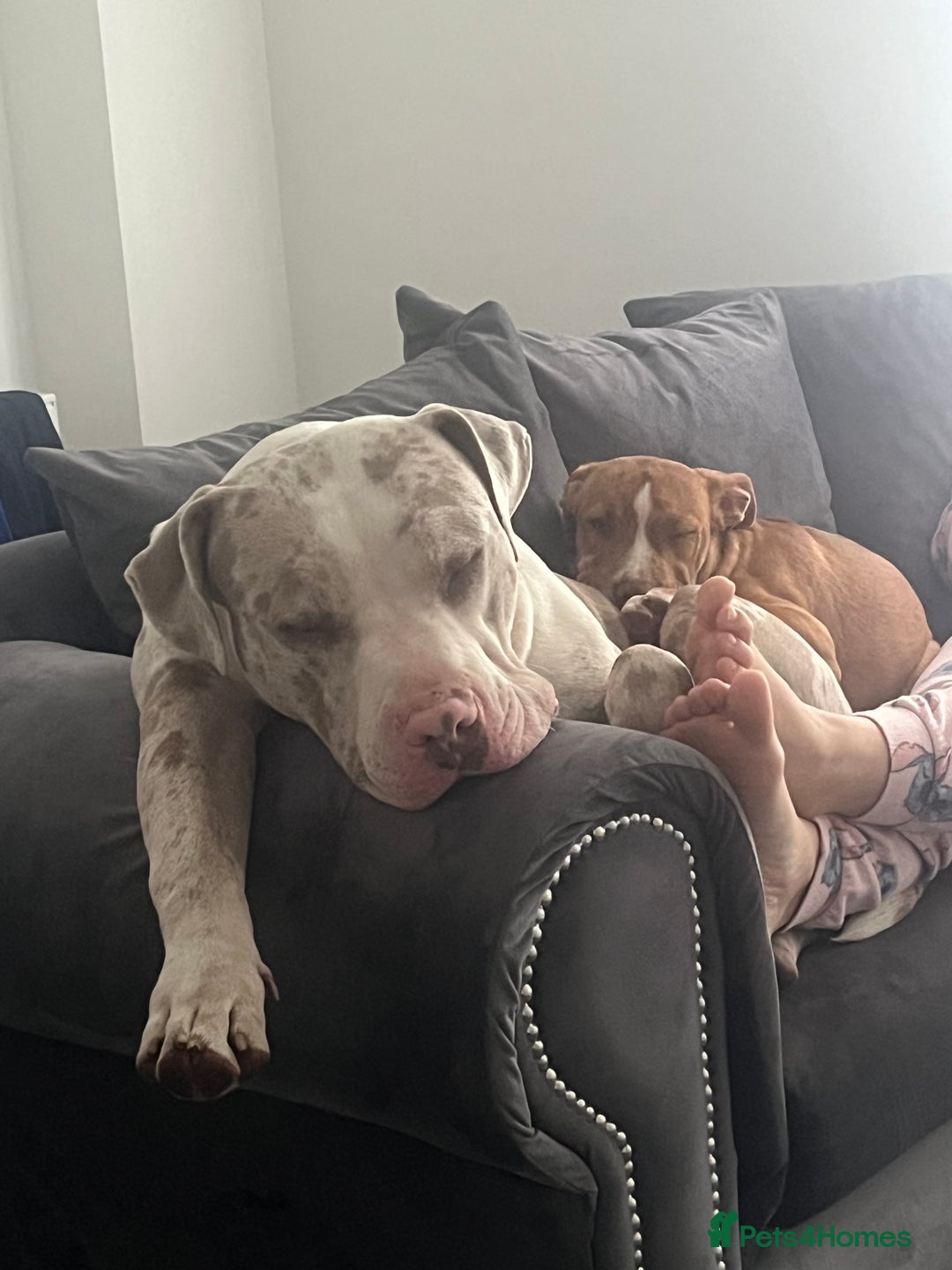 Mixed Breed dogs for sale: Narla - Image 2
