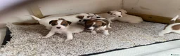 Jack Russell dogs for sale: 7 beautiful jack Russell puppies  - Advert 21