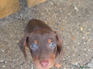 Miniature Dachshund dogs Miniature Dachshund - Advert 15