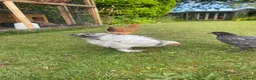 Chickens poultry for sale: Mixed chicks different ages in Castleford - Advert 4
