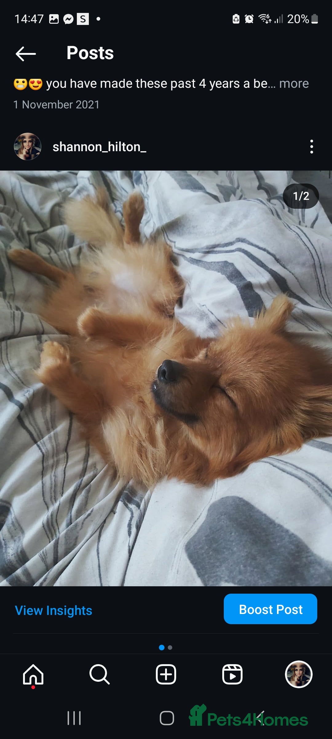 Pomchi dogs for stud: Beautiful 5 year old Pomchi for !!STUD!! - Image 3