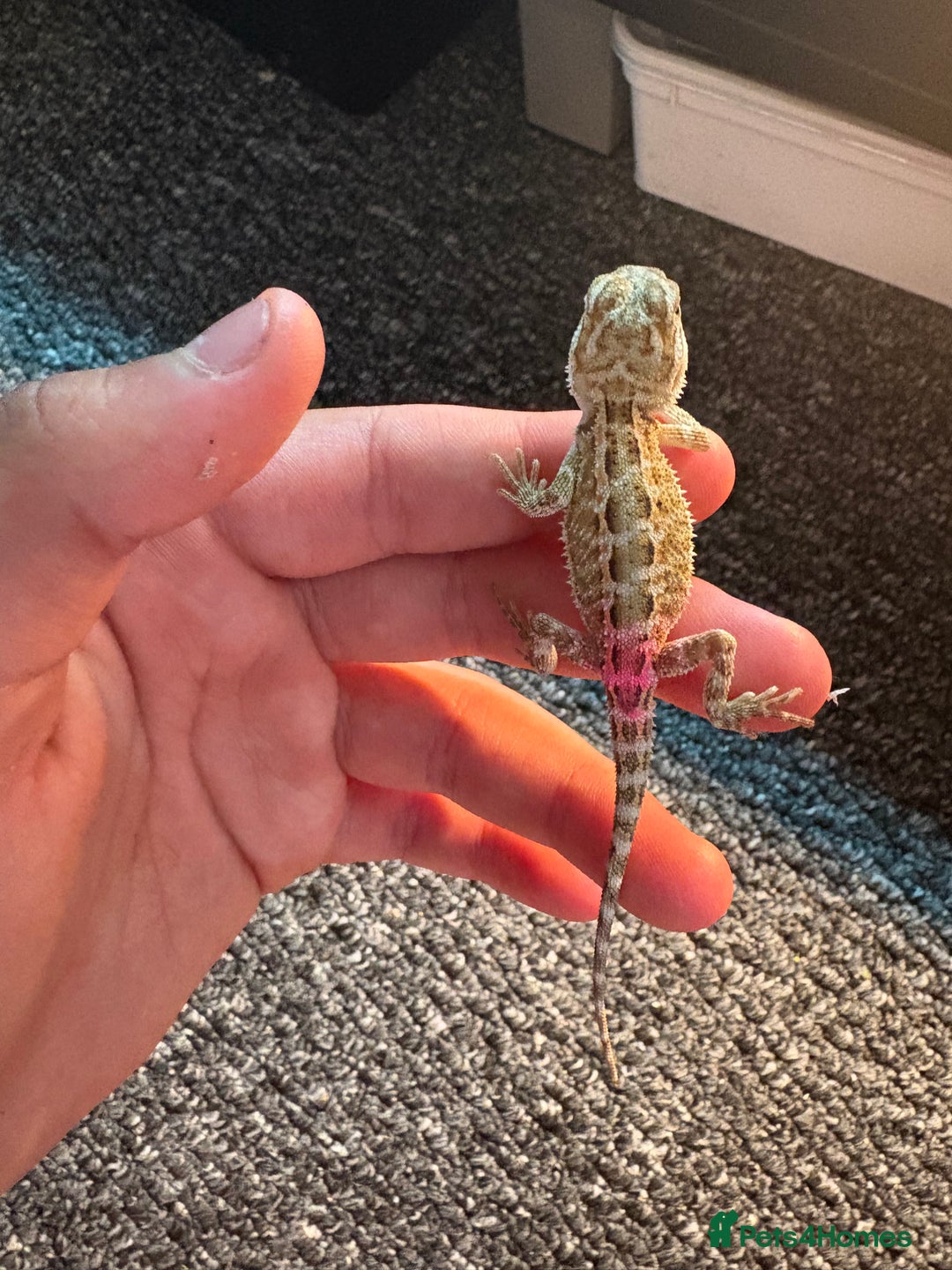 Dragon reptiles for sale: Viticans dragon - Image 21