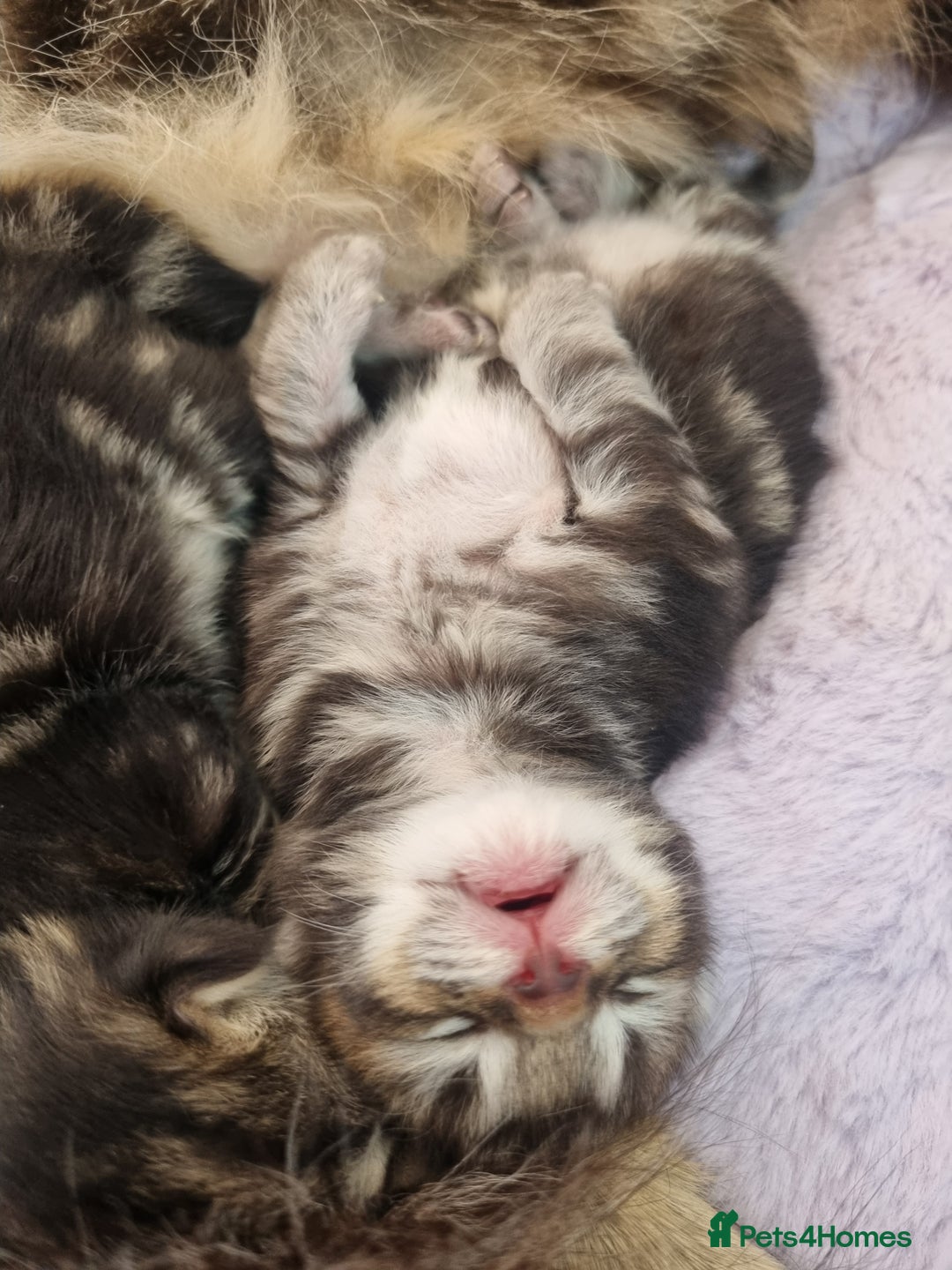 Ragdoll cats for sale: Boy and girl tabby X Ragdoll - Image 2