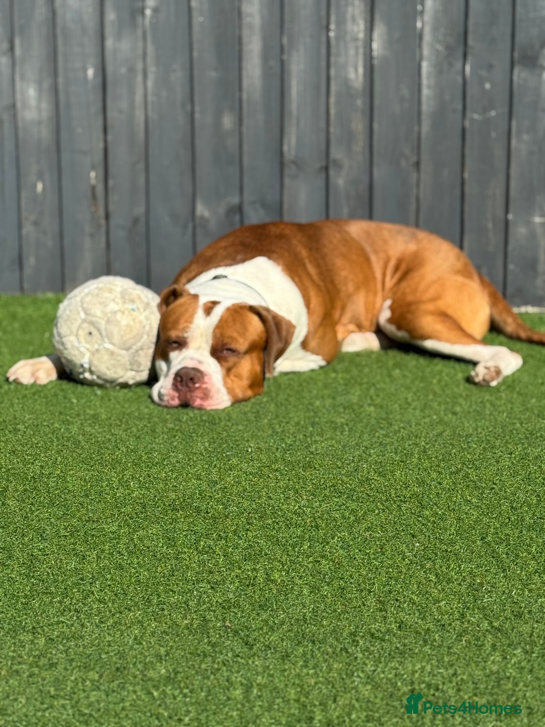 Mixed Breed dogs for sale: Boysie - Advert 33