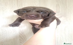 Labrador Retriever dogs for sale: Pedigree Labrador puppies - strong and healthy  - Advert 17