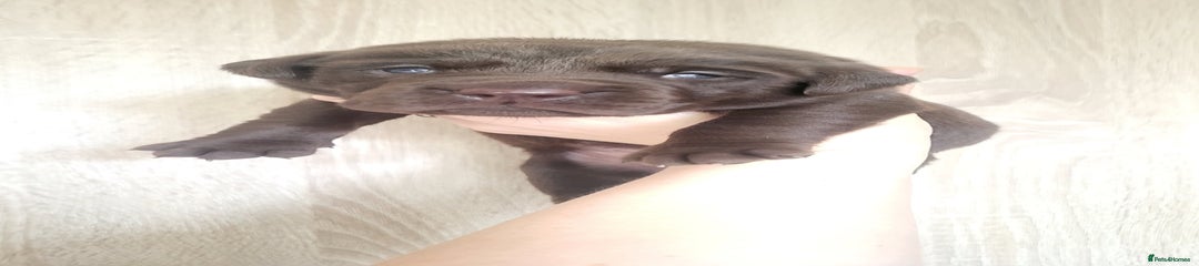 Labrador Retriever Puppy Purple Collar