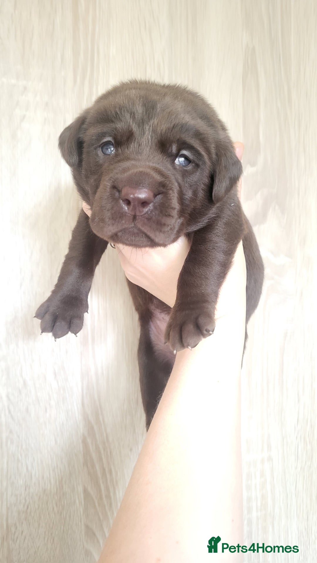Labrador Retriever dogs for sale: Pedigree Labrador puppies - strong and healthy  - Advert 17
