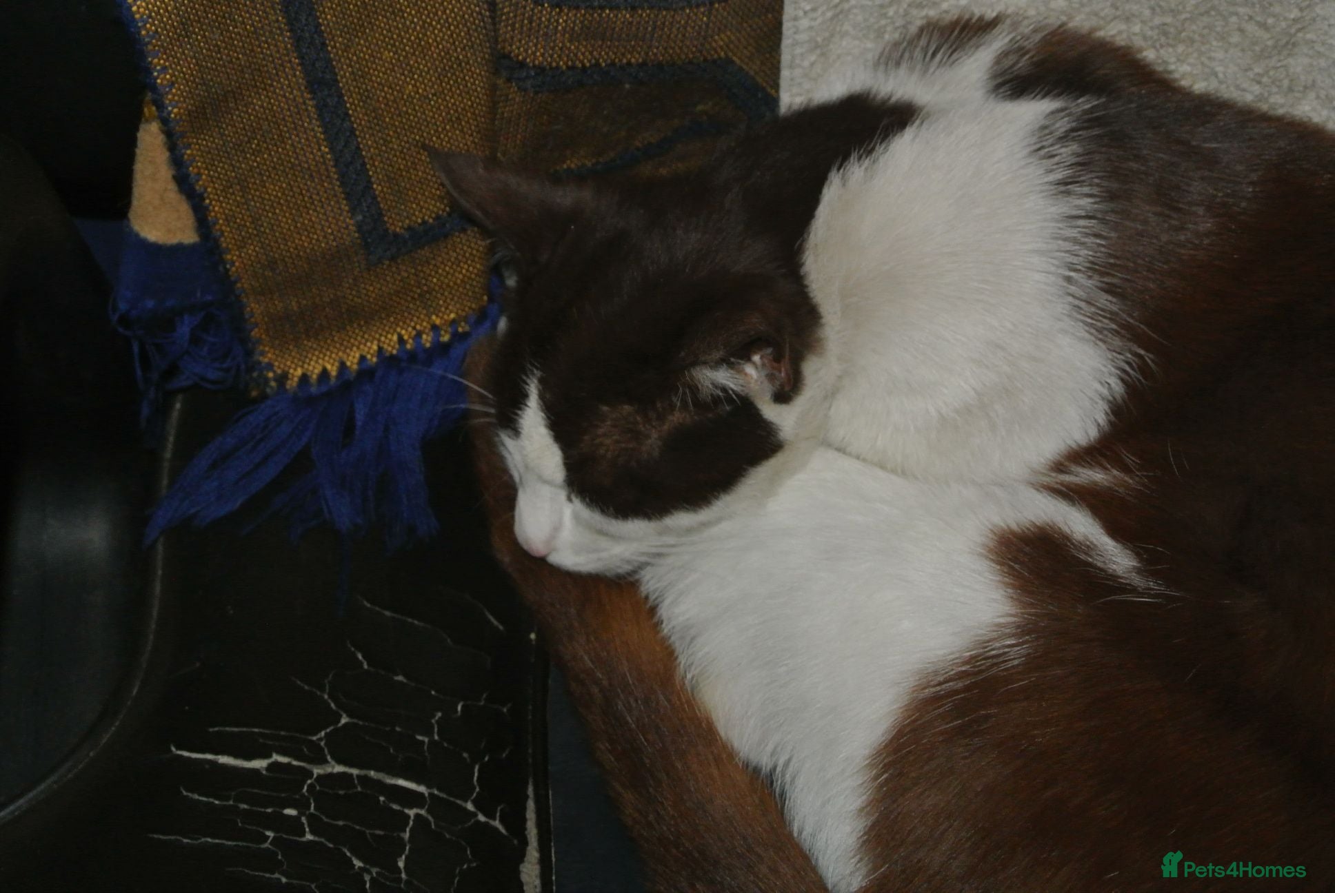 Mixed Breed cats Paul cat - Advert 5