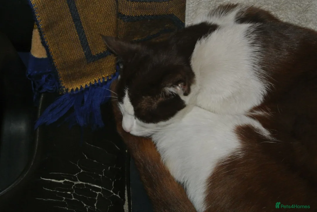 Mixed Breed cats for sale: Paul cat in Barnsley - Advert 1