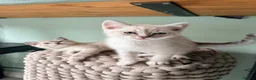 Ragdoll cats for sale: Ragdoll kittens lynx point x 3  - Advert 5