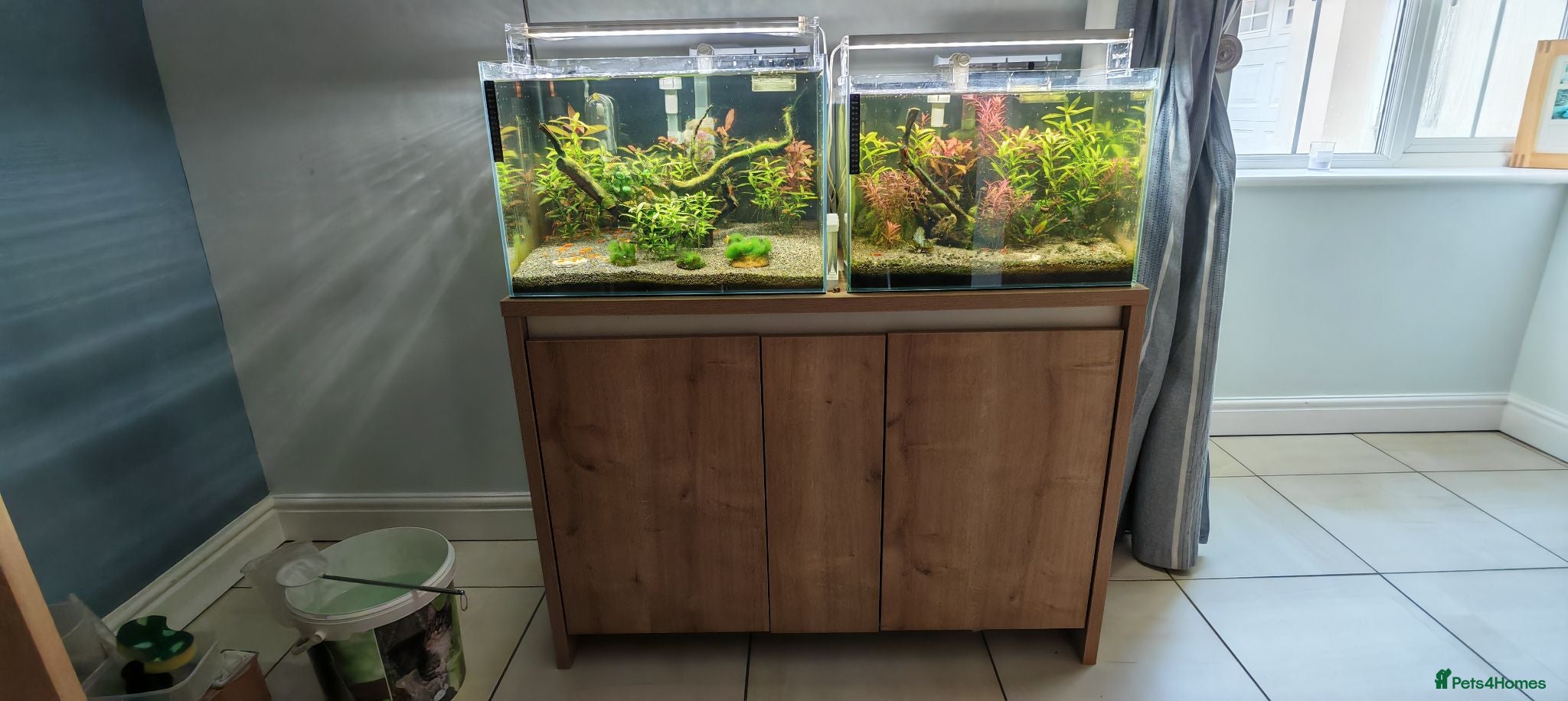 Shrimps fish Tropical Shrimp tanks + setup - Advert 1