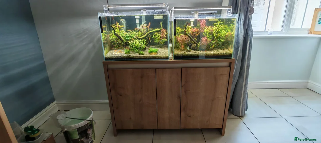 Shrimps fish for sale: Tropical Shrimp tanks + setup in Scunthorpe - Advert 1