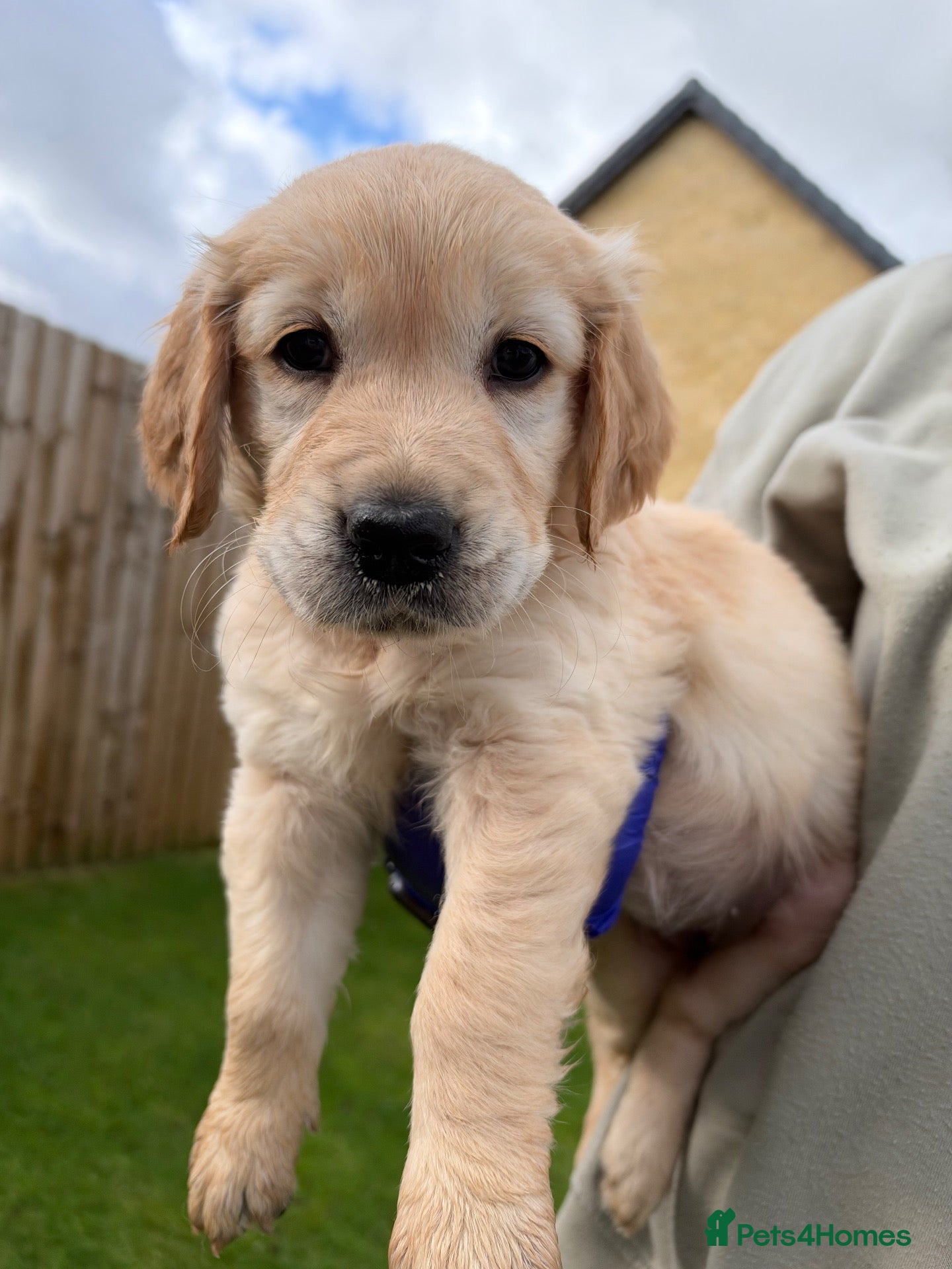 Golden Retriever dogs 1 GIRL LEFT * KC Registered Golden Retriever Pups - Advert 18