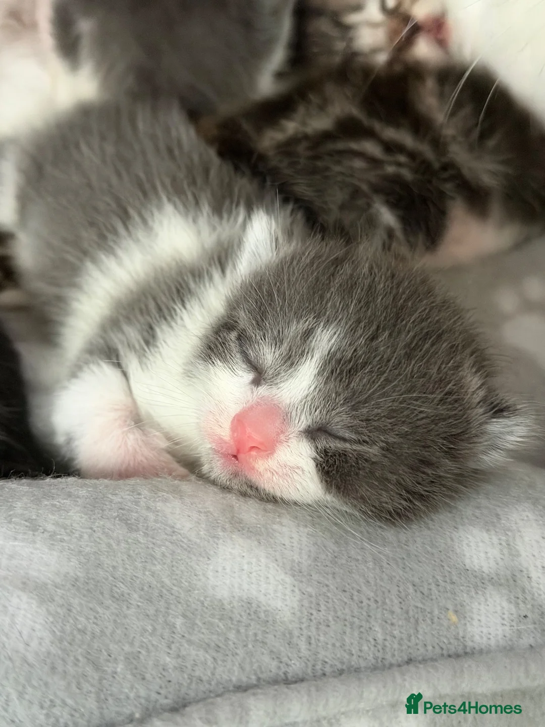 Mixed Breed cats for sale: Kittens for sale - Advert 2
