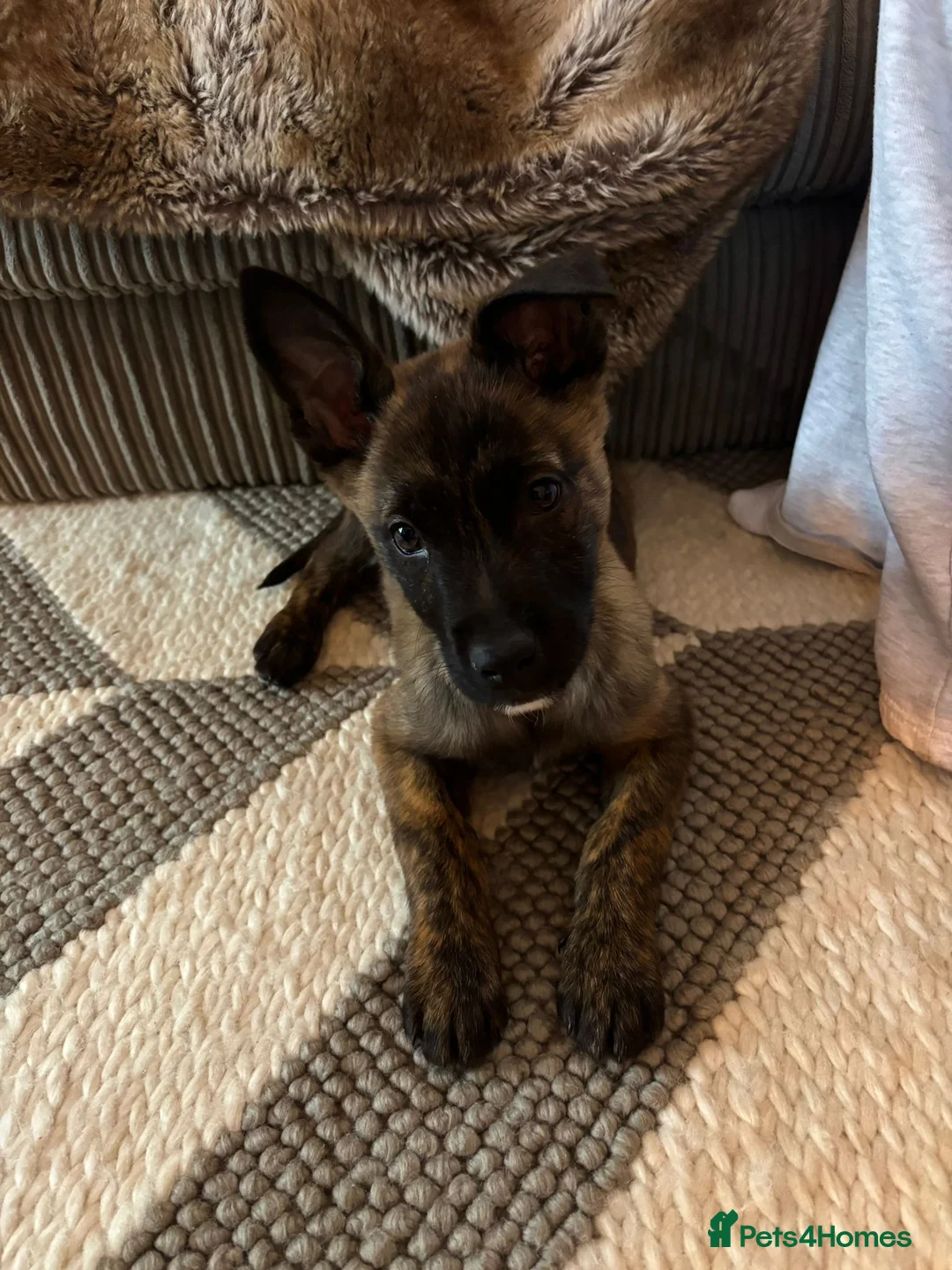 Belgian Shepherd Dog dogs for sale: Stunning Dutch Herder/Dutch Shepherd. - Advert 1