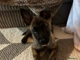 Belgian Shepherd Dog dogs Stunning Dutch Herder/Dutch Shepherd. - Advert 3