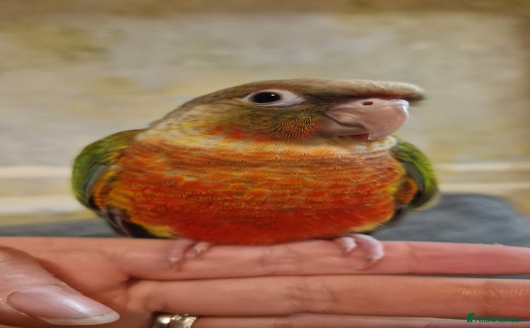Conures birds - Advert 9