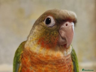 Conures birds - Advert 3