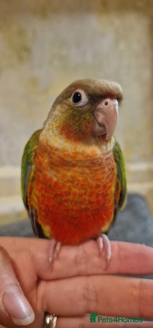 Conures birds - Advert 2