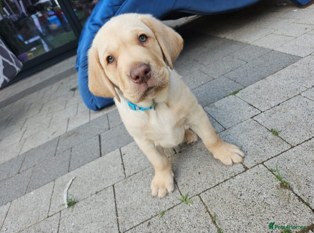 Labrador Retriever dogs for adoption: 💙🐶 SIMBA 🐶💙 - Image 4