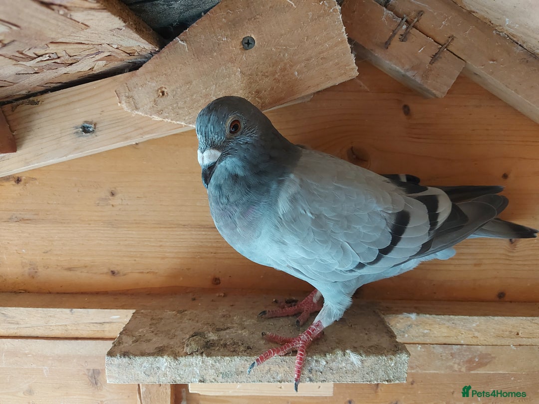 Pigeons birds for sale: Pigeons  - Image 5