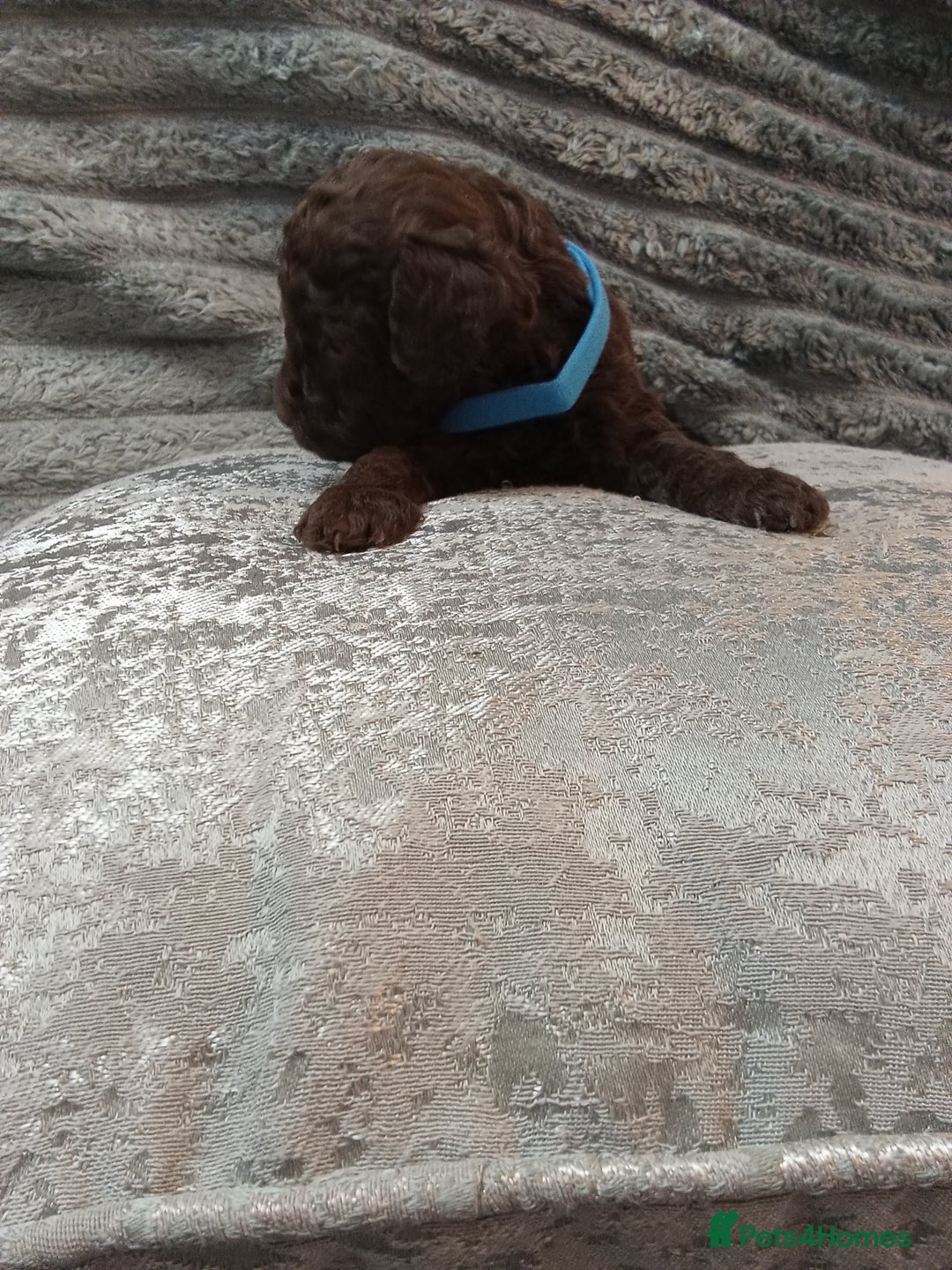 Jackapoo dogs for sale: Beautiful Jackapoos puppies - Advert 27