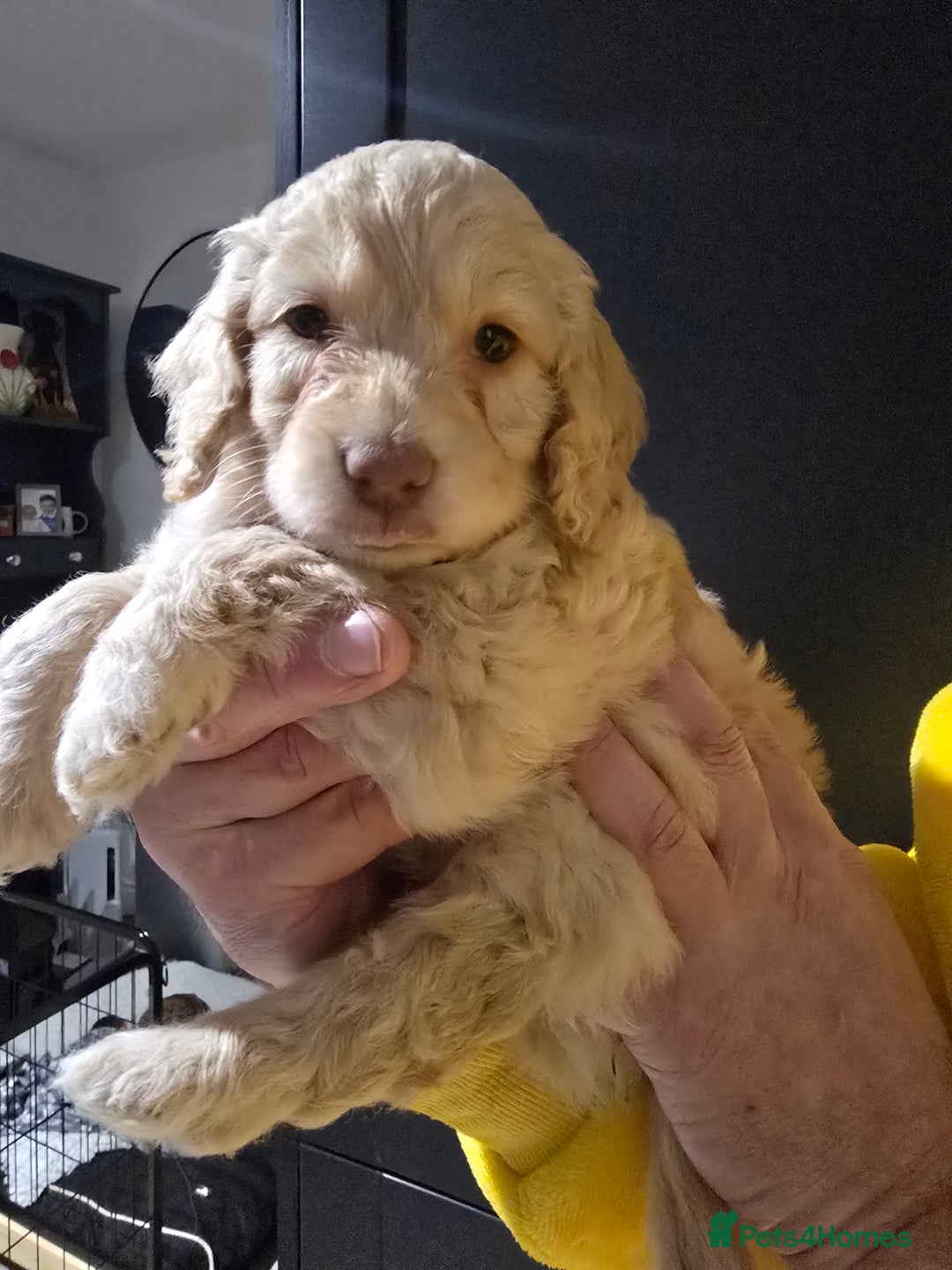 Cockapoo dogs for sale: F1 cockapoo puppies - extensive health tests - Advert 27