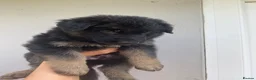 German Shepherd dogs for sale: German Shepherd puppies – Kennel Club registered - Advert 29