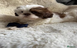 Shih Tzu dogs for sale: 4 imperial shih Tzu beautiful boys  - Image 15