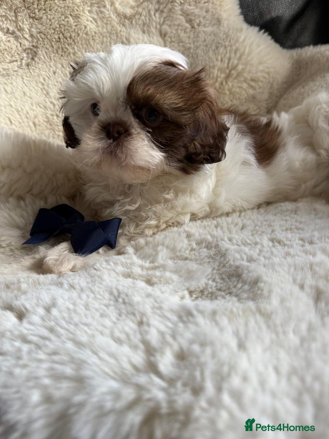 Shih Tzu dogs for sale: 4 imperial shih Tzu beautiful boys  - Image 15