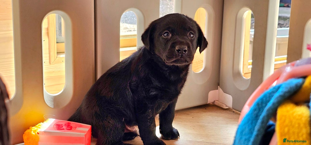 Labrador Retriever dogs for sale: 7 STUNNING BLACK LABRADOR PUPPIES - Image 1