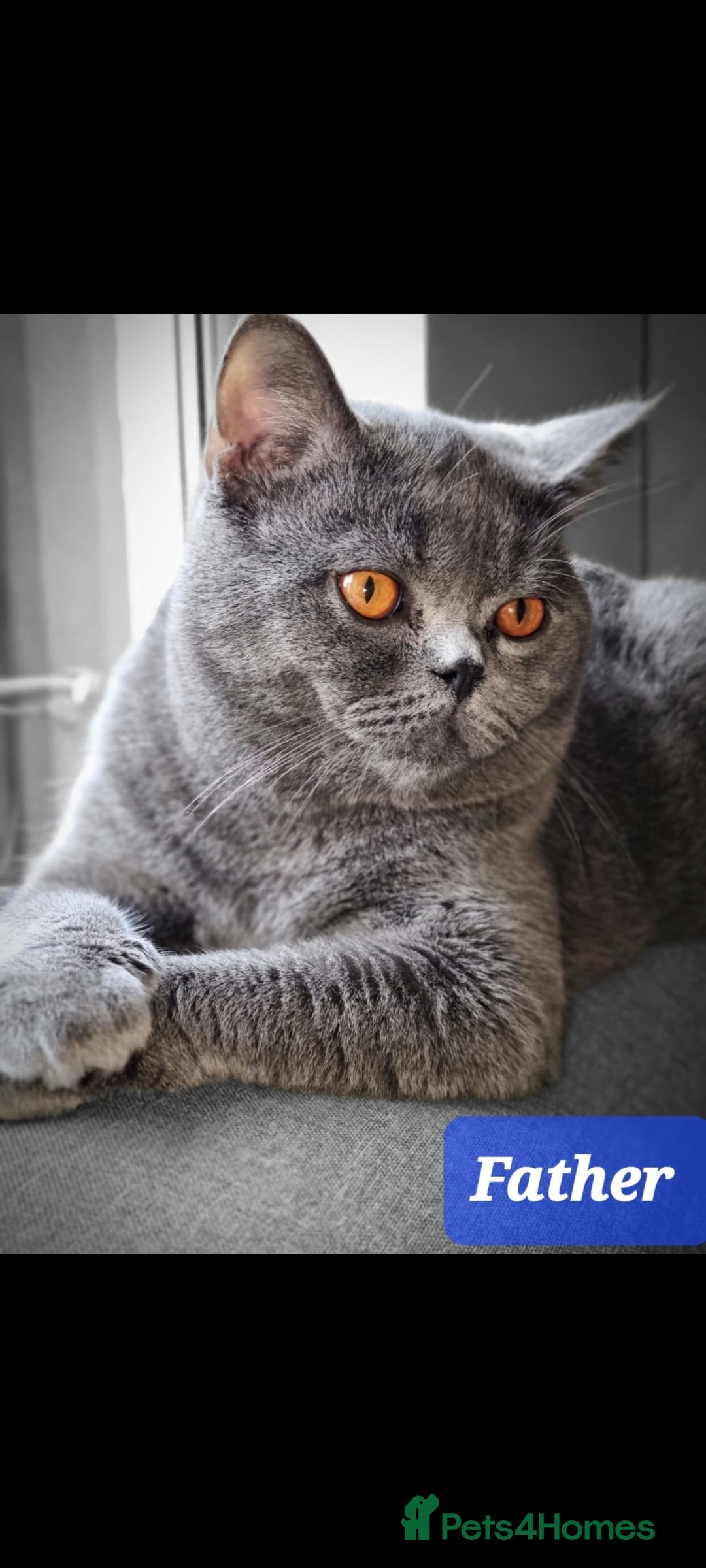 British Shorthair cats for sale: British Shorthair Kittens Full Pedigree Parents  - Advert 31