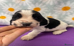 Cocker Spaniel dogs for sale: Beautiful show cocker spaniel babies - Image 6