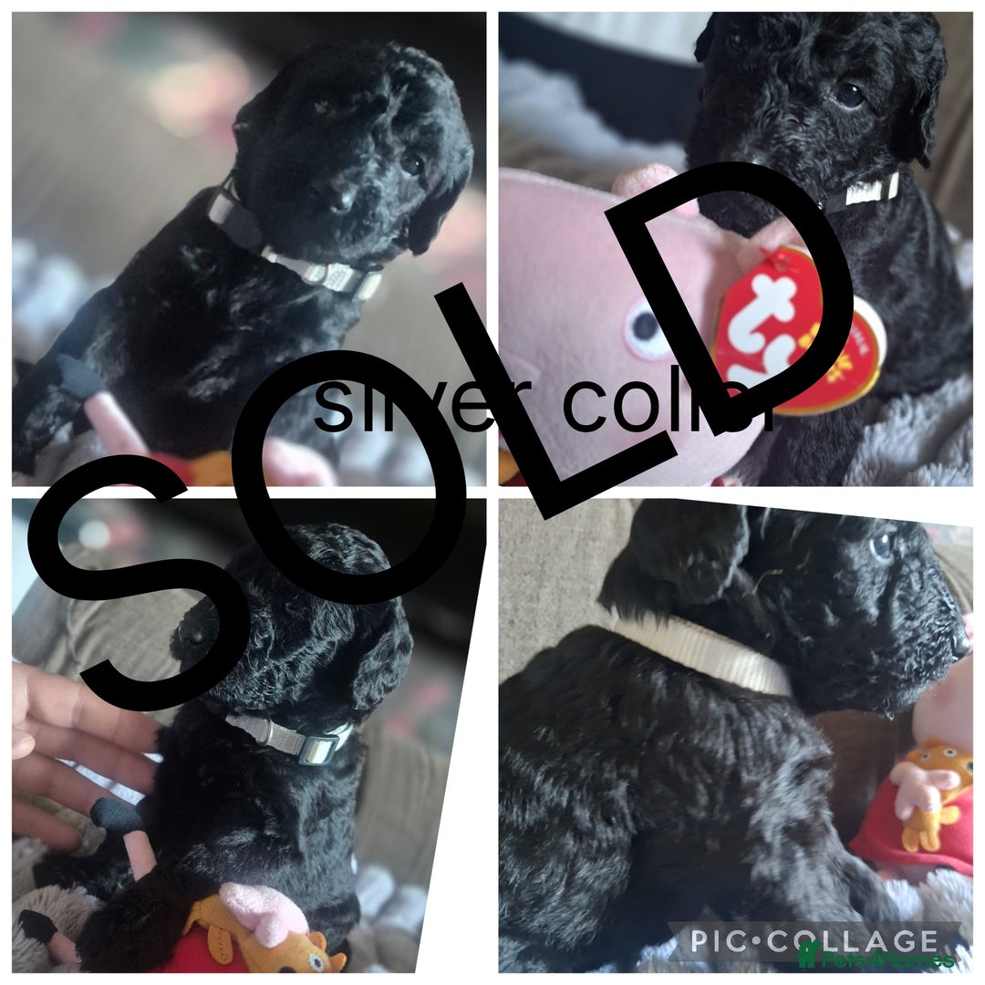 Labradoodle dogs for sale: REDUCED Labradoodle muti gen f1bb - Image 7