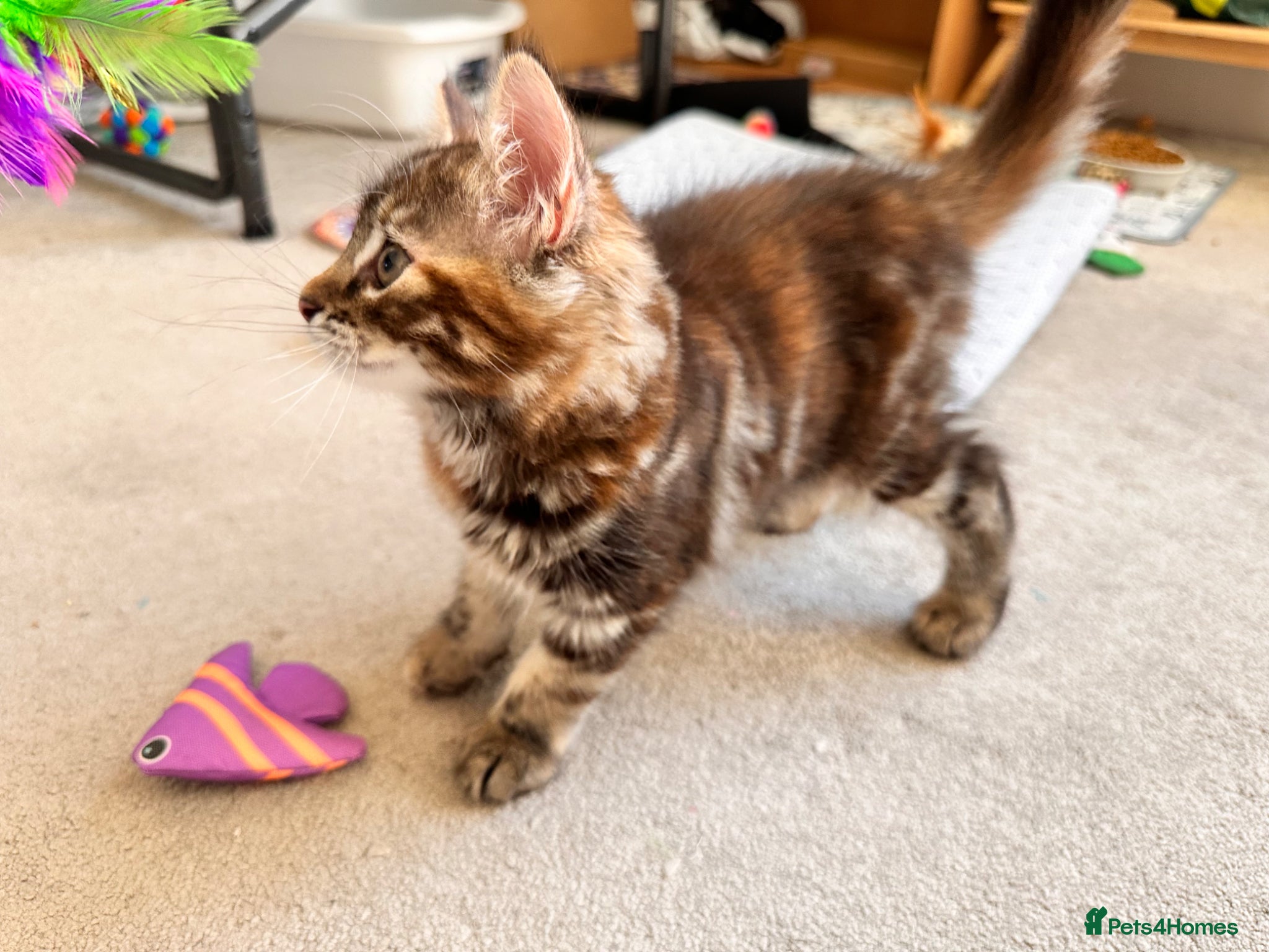 Mixed Breed cats Amiable mixed kittens:  - Advert 2