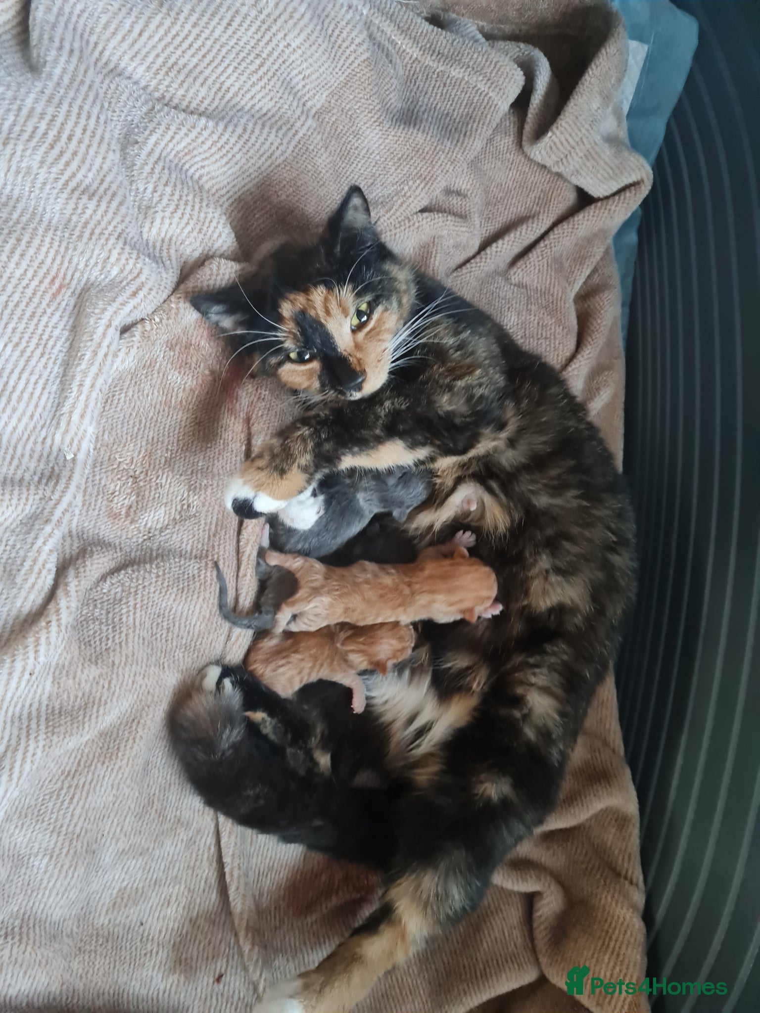 Mixed Breed cats Lovely ginger and White kitten - Advert 7