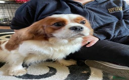 Cavalier King Charles Spaniel dogs for stud: Fully health tested proven Kc reg, multi gen clear in Wrexham - Image 7