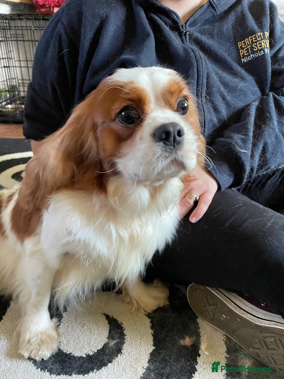 Cavalier King Charles Spaniel dogs for stud: Fully health tested proven Kc reg, multi gen clear in Wrexham - Image 7