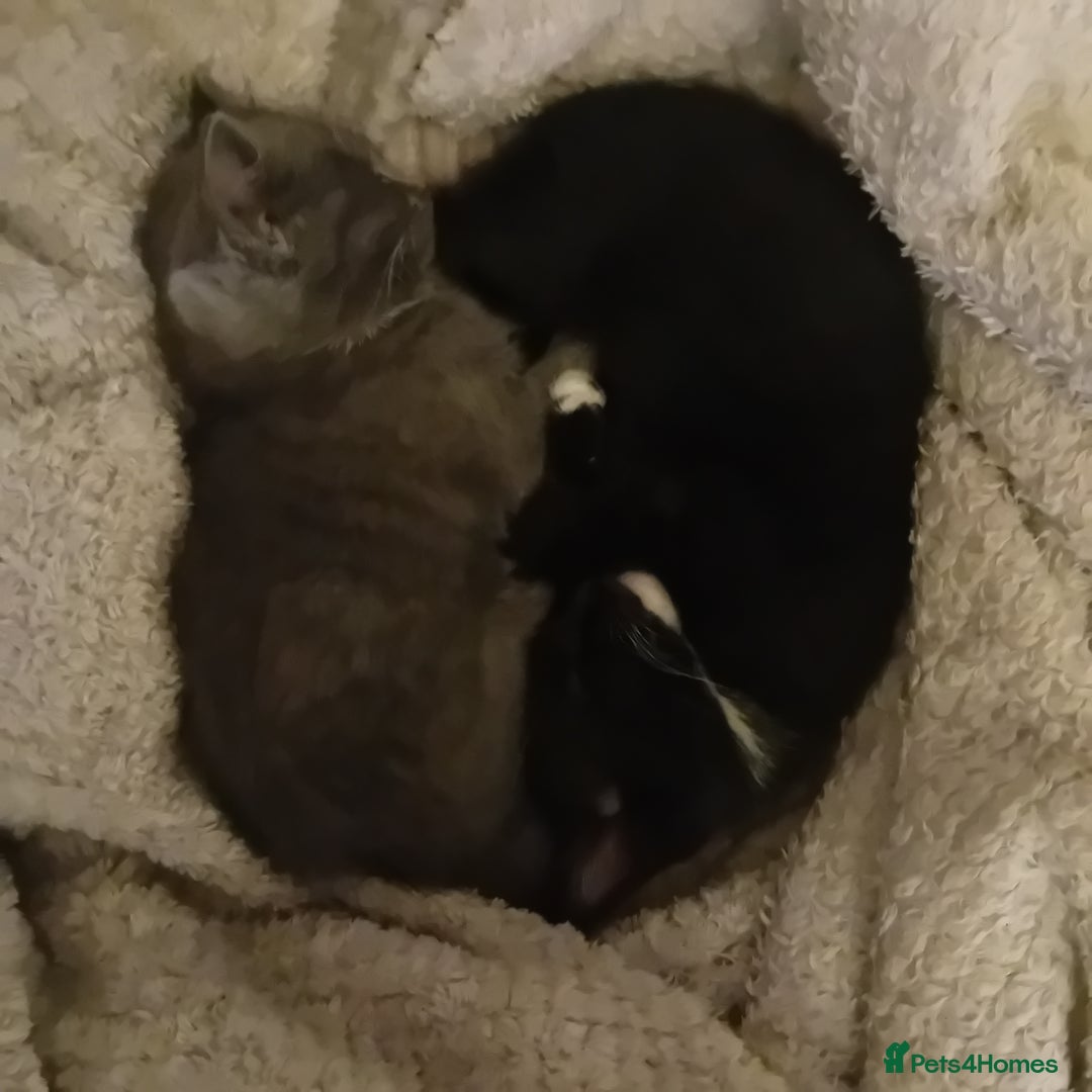 Mixed Breed cats for sale: Two beautiful kittens needing a forever home - Advert 4