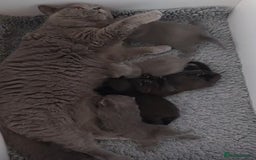 British Shorthair cats for sale: Black Bsh boy available  - Image 6