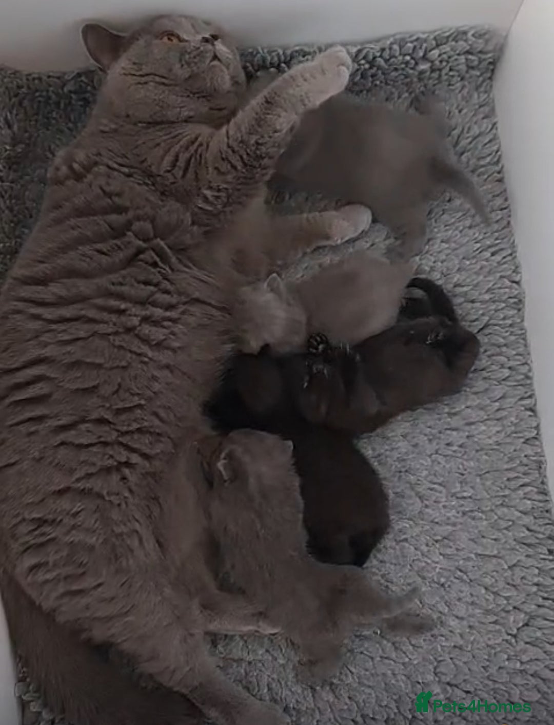 British Shorthair cats for sale: Black Bsh boy available  - Image 6